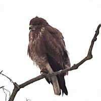 Канюк :: Лина 