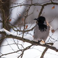 "Лисы нет, а больше никто не видит." :: Владимир Безбородов