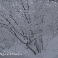 Природа Крыма :: Amazing Cosmea