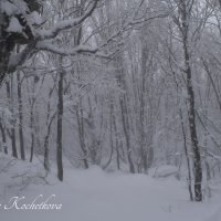 Природа Крыма :: Amazing Cosmea
