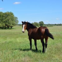 **** :: Виктор