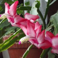 Декабрист :: Freddy 97