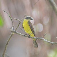 Королевский тиранн / Tyrannus melancholicus/ Меланхолический тиран. :: Svetlana Galvez