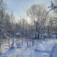 В зимнем лесу... :: Владимир Жданов