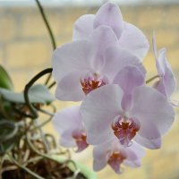 Зимние радости на окне... :: Надежда Куркина 