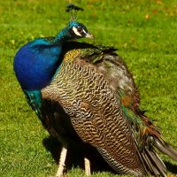 Фазан :: Юрий. Шмаков