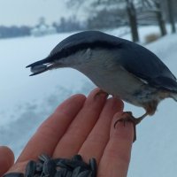 Поползень :: Сапсан 