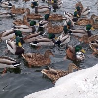 Кряквы :: Сапсан 