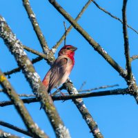 Чечевица :: Владимир Лазарев