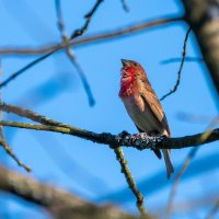 Чечевица :: Владимир Лазарев