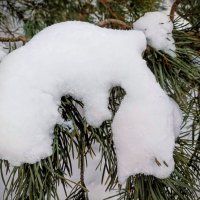 Снежок :: Veera V