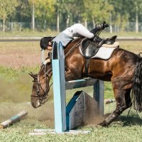 Конкур :: SanSan 