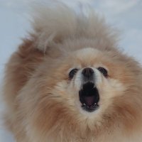 Боня :: Любовь Сахарова