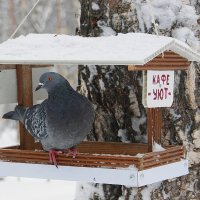 * :: Галина Нестратова