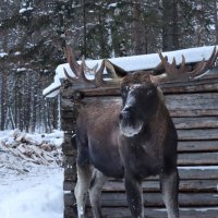 Лось Яша на кардоне "Три вершины" :: Галина Ильясова