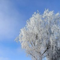 Зимние мотивы. :: Ольга 