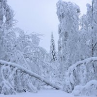 Зимняя сказка :: Галина Ильясова