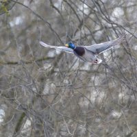 кряква в полете :: юрий макаров кряква в полете :: юрий макаров