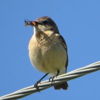 Обед для птенцов :: Лариса С.