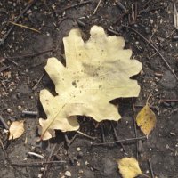 осень :: Елена Шаламова осень :: Елена Шаламова