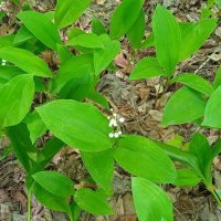 ландыши :: Елена Шаламова