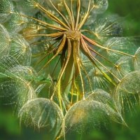 Козлобородник луговой :: Оксана Н.