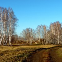 В берёзовом краю. :: nadyasilyuk Вознюк