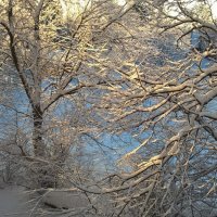 Снежная сказка :: Елена Семигина