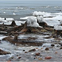 Отлив. Останки реликтовых деревьев.после шторма и мороза. :: Валерия Комова Отлив. Останки реликтовых деревьев.после шторма и мороза. :: Валерия Комова