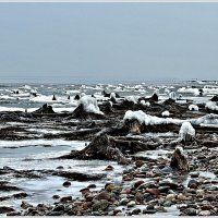 Отлив. Останки тысячелетнего реликтового леса. :: Валерия Комова