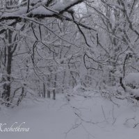 Природа Крыма :: Amazing Cosmea