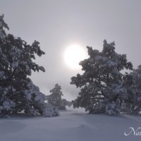 Природа Крыма :: Amazing Cosmea