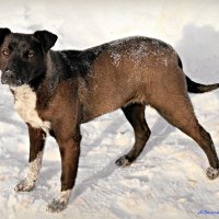О неожиданных встречах в нашем дворе.. :: Андрей Заломленков О неожиданных встречах в нашем дворе.. :: Андрей Заломленков