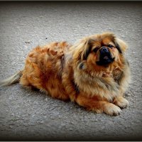 Пекинес :: Валентина Надсон