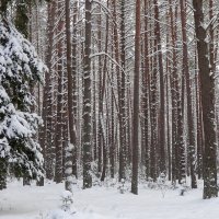 Дремучий лес.Зимняя сказка :: rimgis 