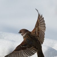 4 :: Сергей Флетчер