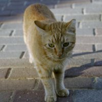 Из жизни кошек :: ujgcvbif 