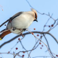 Свиристель :: Виктор Иванович Чернюк