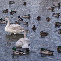 Молодёжь тусуется с утками :: Наталия Григорьева