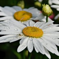 После дождя... :: Надежда Куркина 