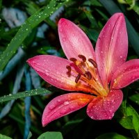 лилия :: Aleksandr 