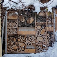 Зимовье насекомых? :: Александр Чеботарь