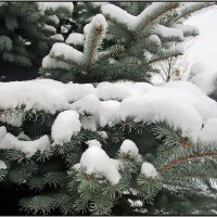 Ель "под шубой" :: Ольга Довженко
