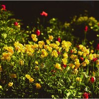 Дачный уголок :: Валентин Котляров