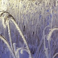 Под зимними лучами :: liudmila drake