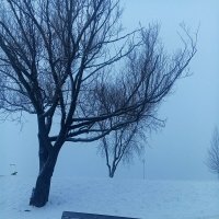 Туман :: Сапсан 