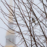 Птичка на фоне храма :: Илья Шенгелия