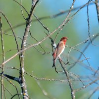 Чечевица :: Владимир Лазарев