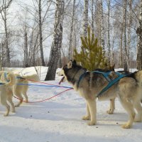 На старте :: Татьяна Лютаева