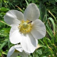 Анемона :: Лариса С.